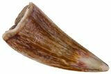 Serrated Triassic Theropod Dinosaur (Coelophysis) Tooth - Texas #315713-1